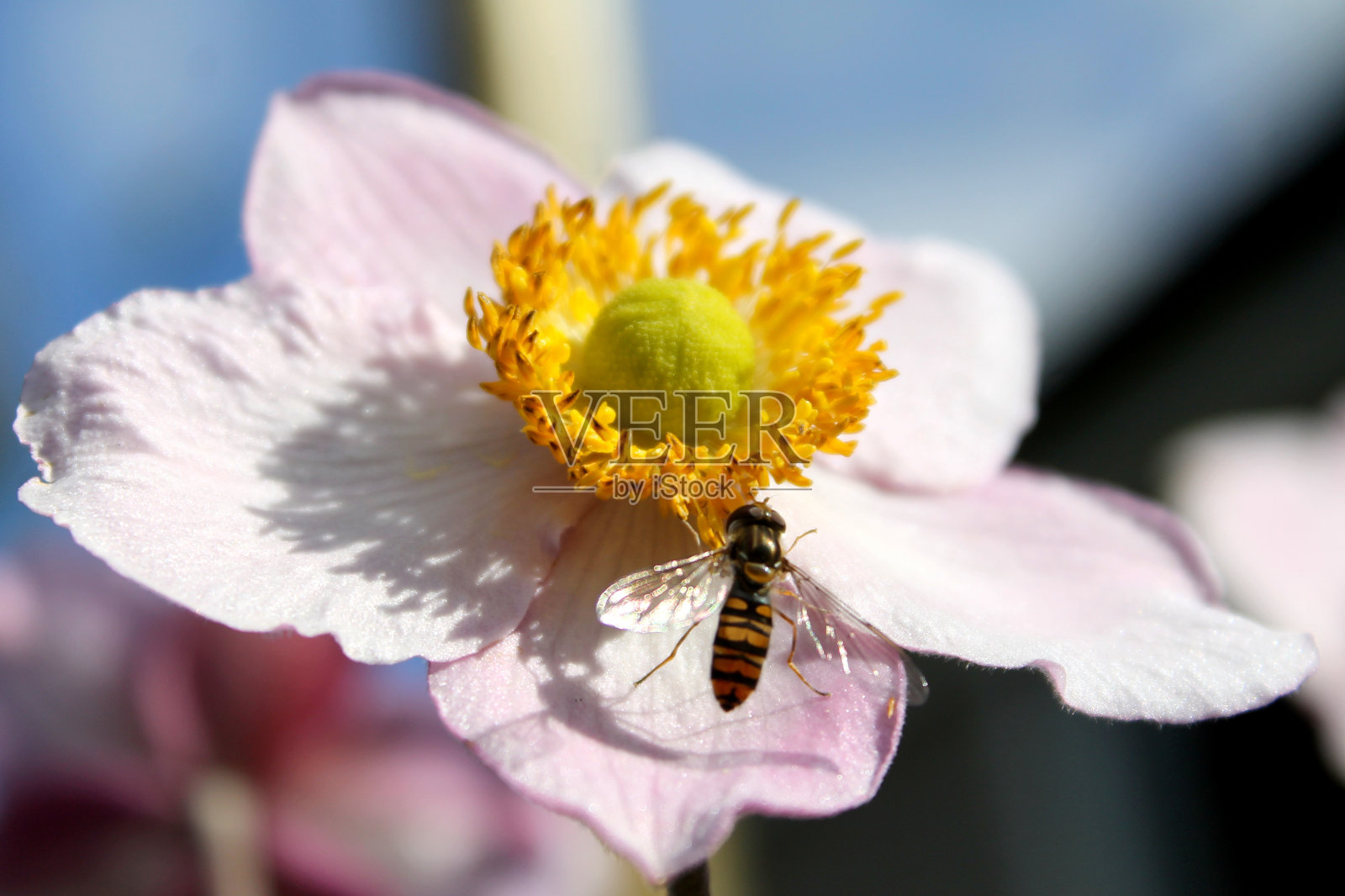 近距离悬停苍蝇在粉红色的银莲花上收集花粉照片摄影图片