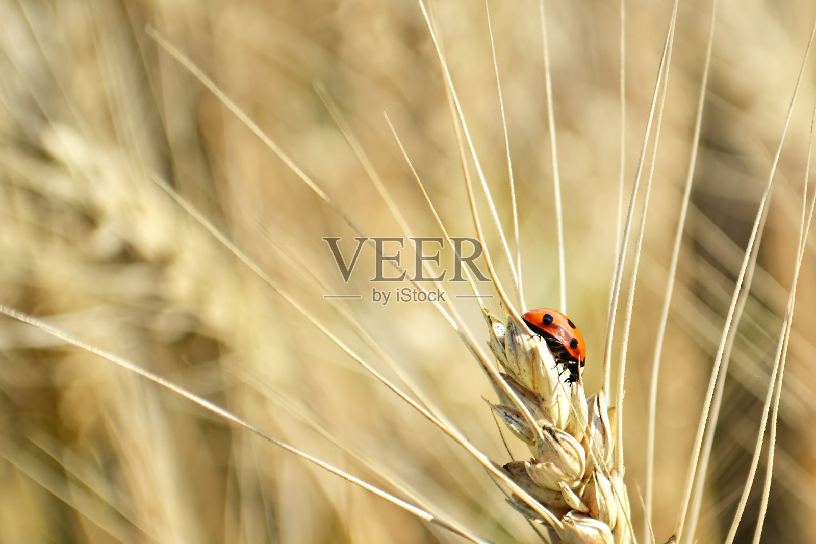 瓢虫对小麦照片摄影图片