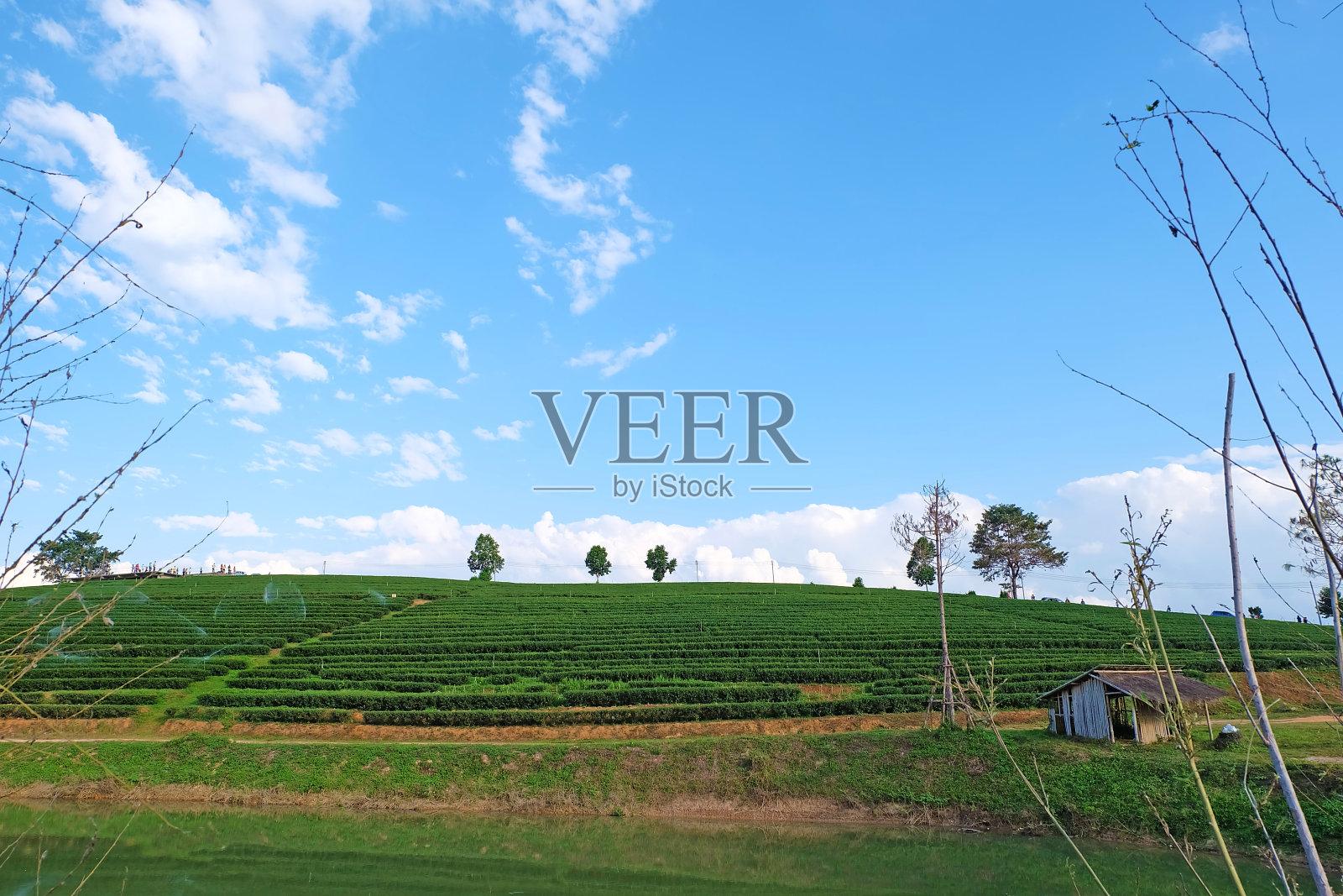 泰国茶园照片摄影图片