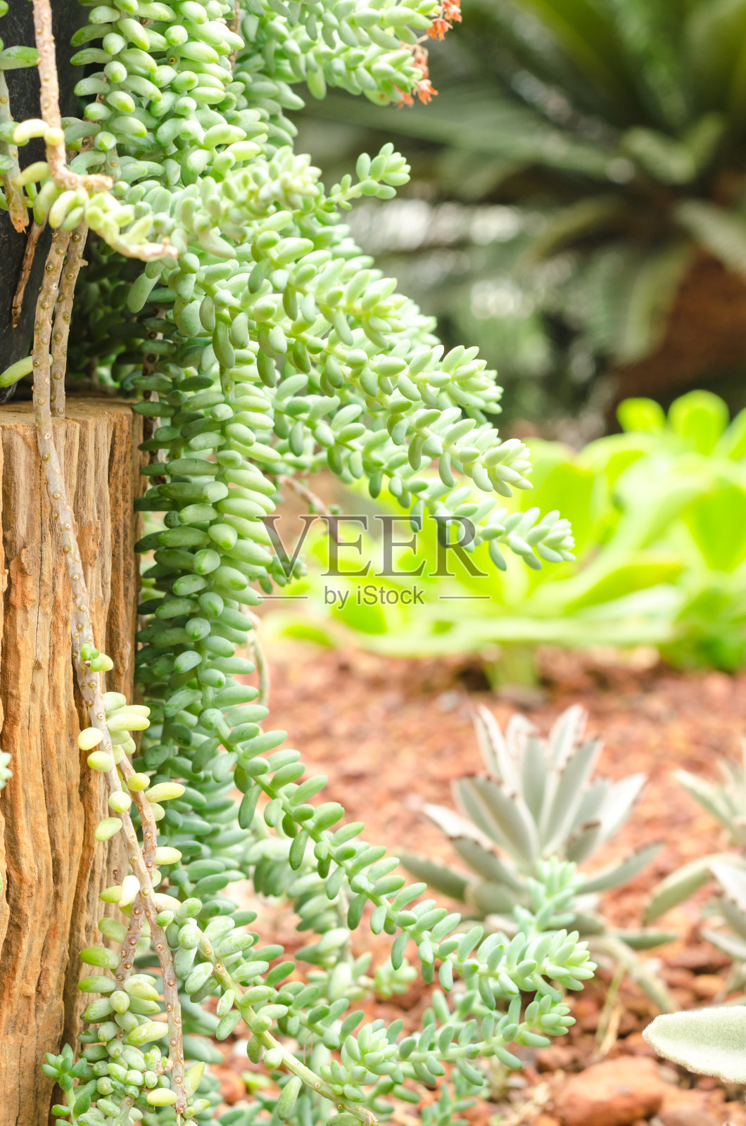 花园里的肉质植物照片摄影图片