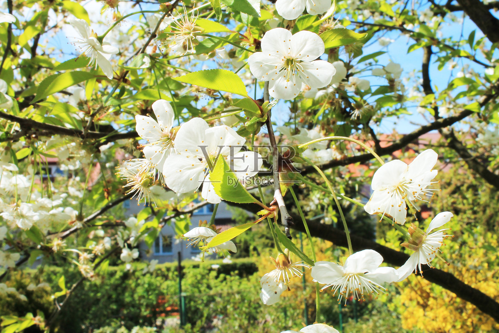 樱桃照片摄影图片