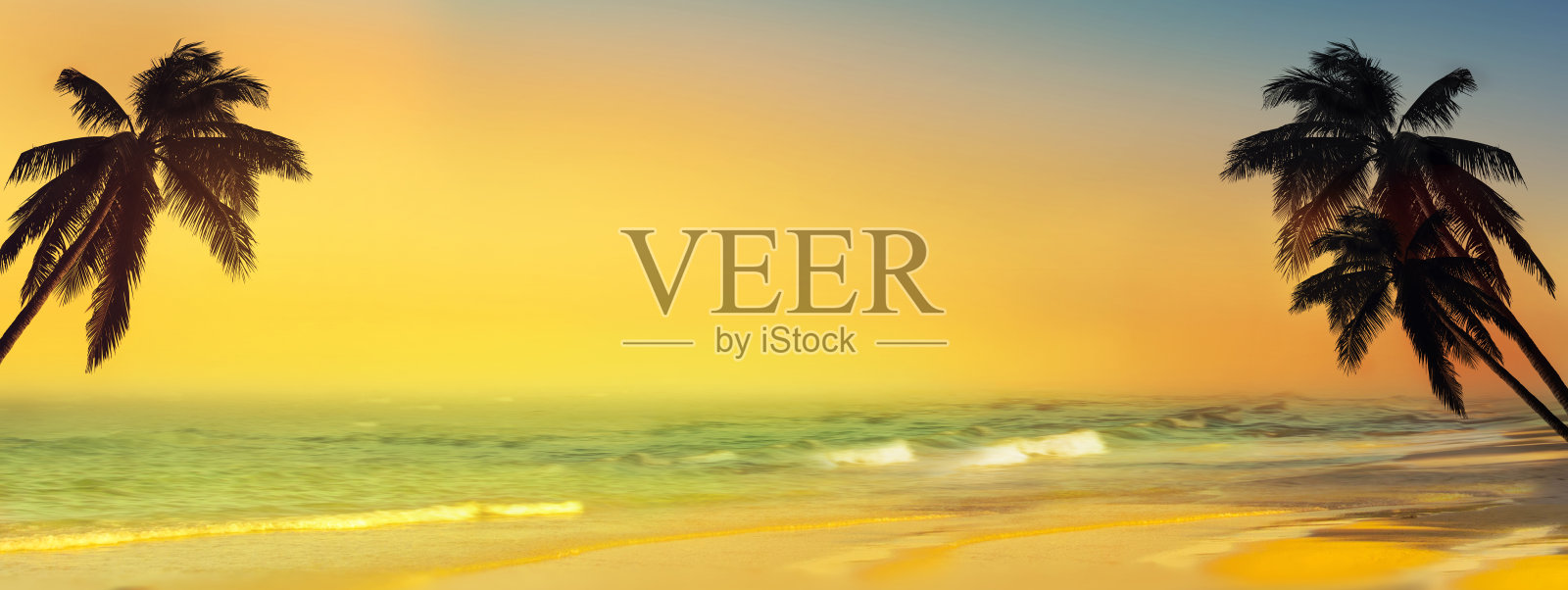 阳光明媚的沙滩上有一棵椰子树。全景照片摄影图片