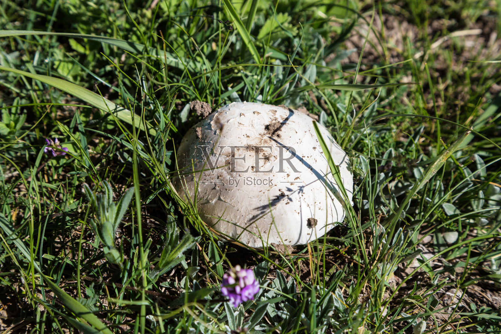 真菌照片摄影图片