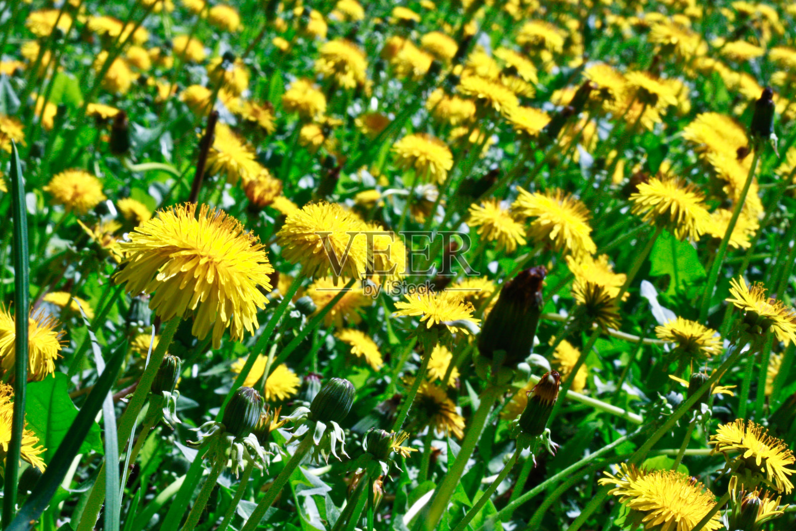 蒲公英的草地照片摄影图片