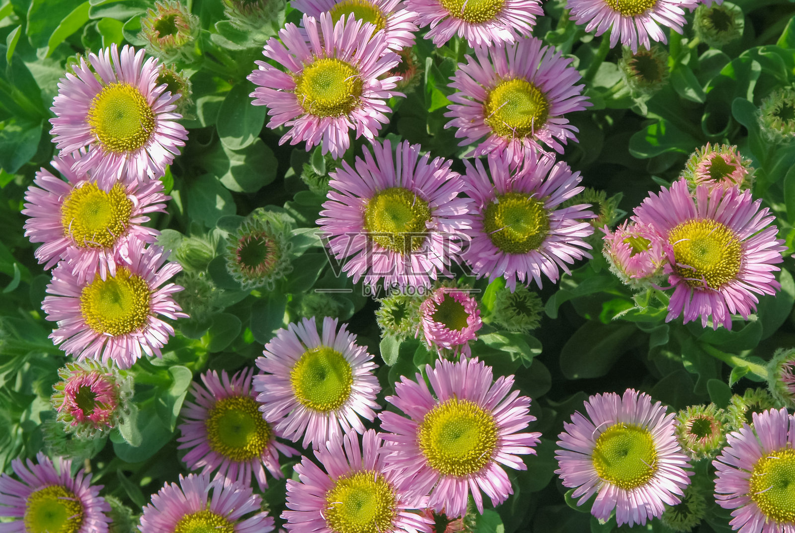 粉红色的花圃照片摄影图片