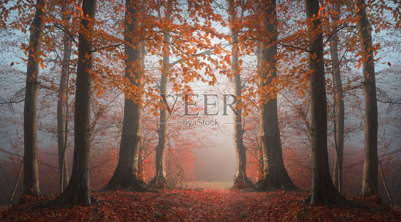 童话般的对称进入了雾蒙蒙的森林照片摄影图片