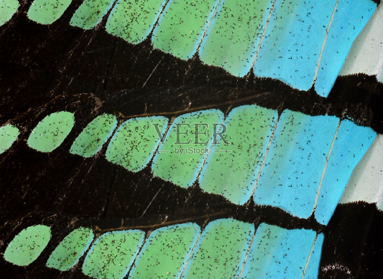 近距离观察普通蓝翅蝴蝶翅膀的纹理照片摄影图片