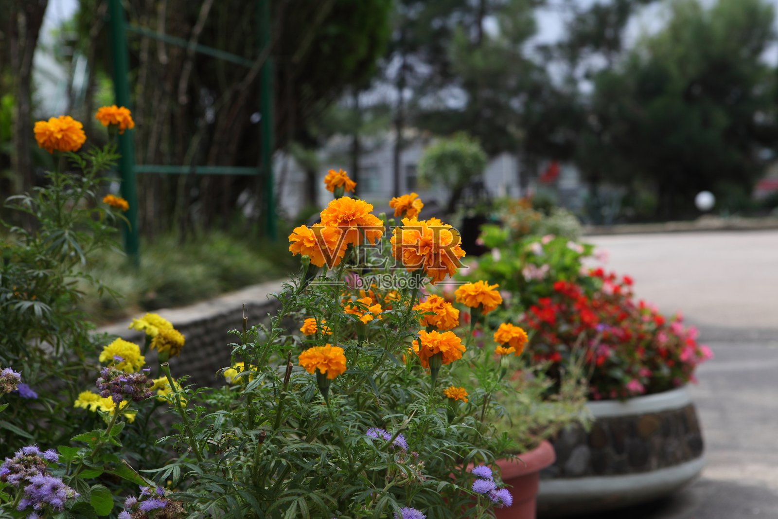 夏天装饰花照片摄影图片
