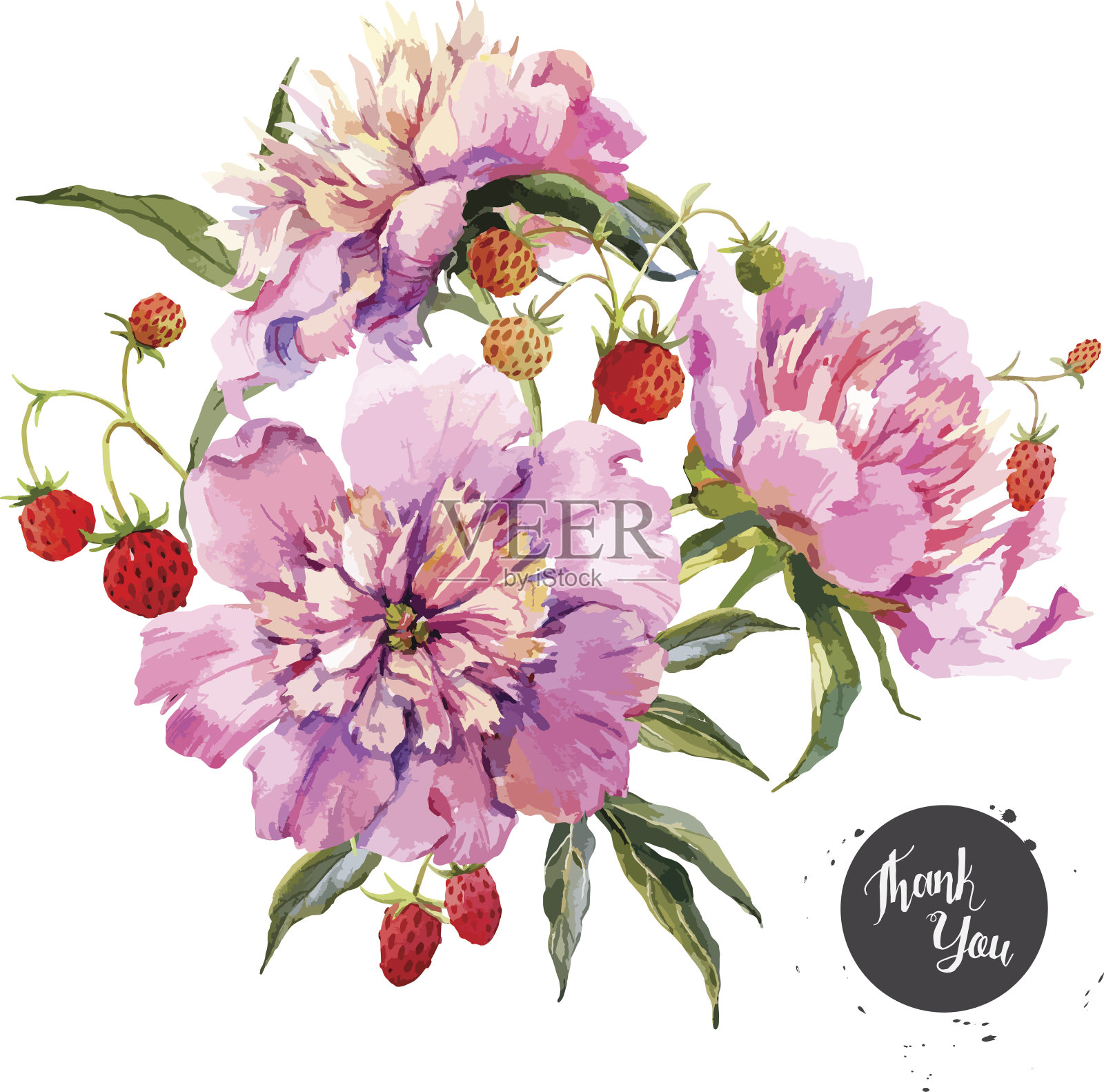 牡丹和浆果成分插画图片素材