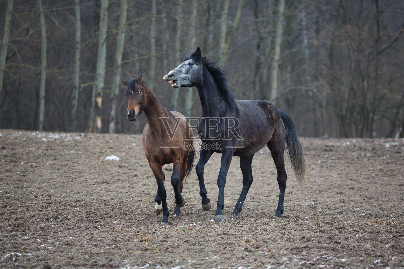 草地上的马照片摄影图片