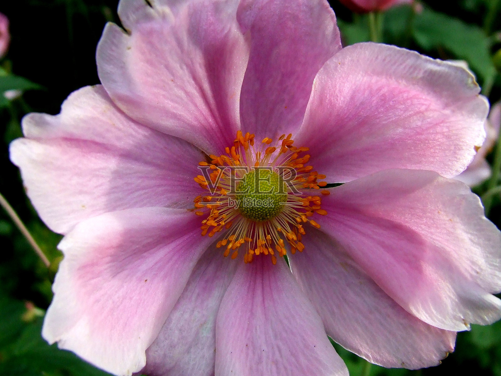 近粉银莲花全屏截图照片摄影图片