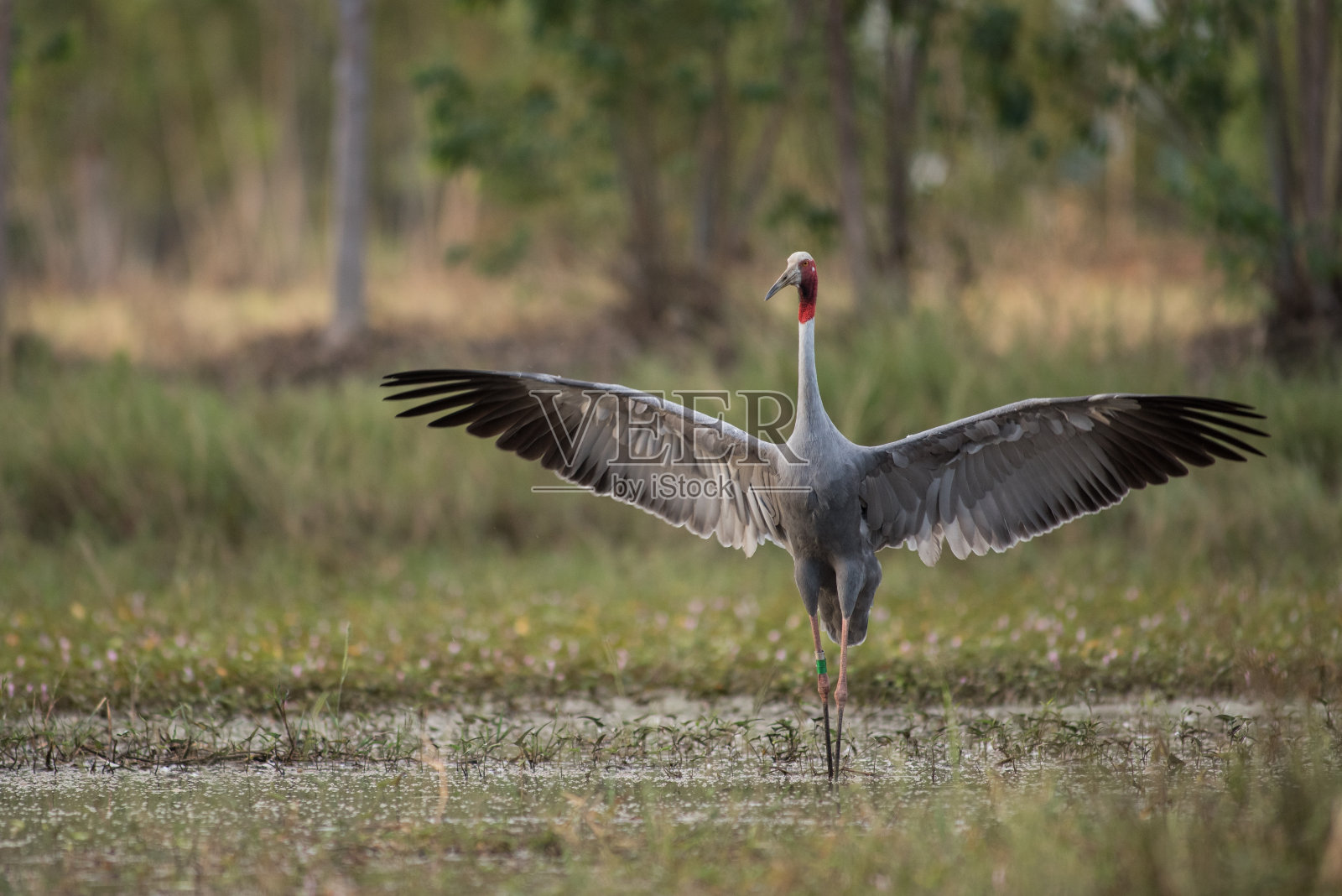 Sarus起重机照片摄影图片