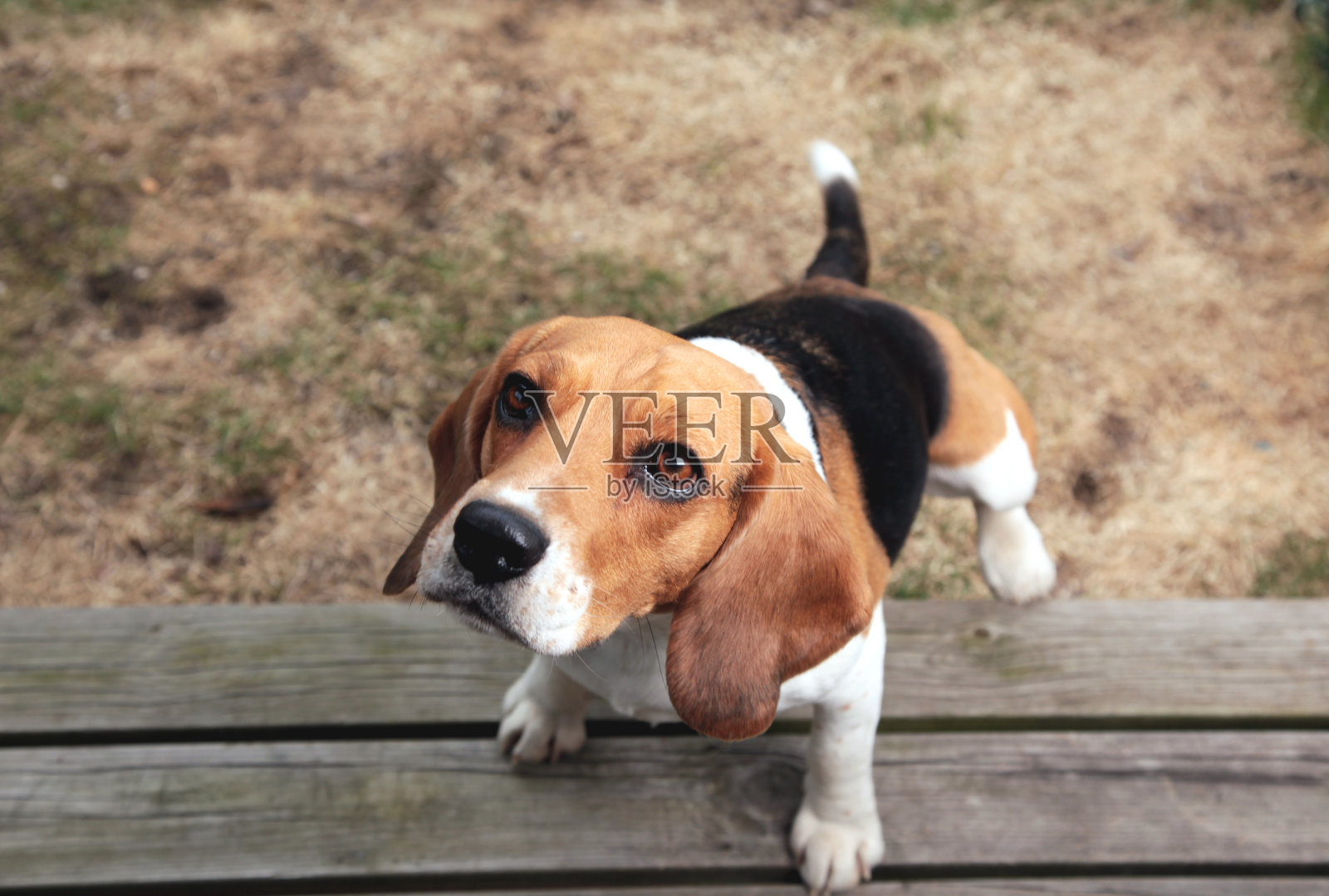 小猎犬的狗照片摄影图片