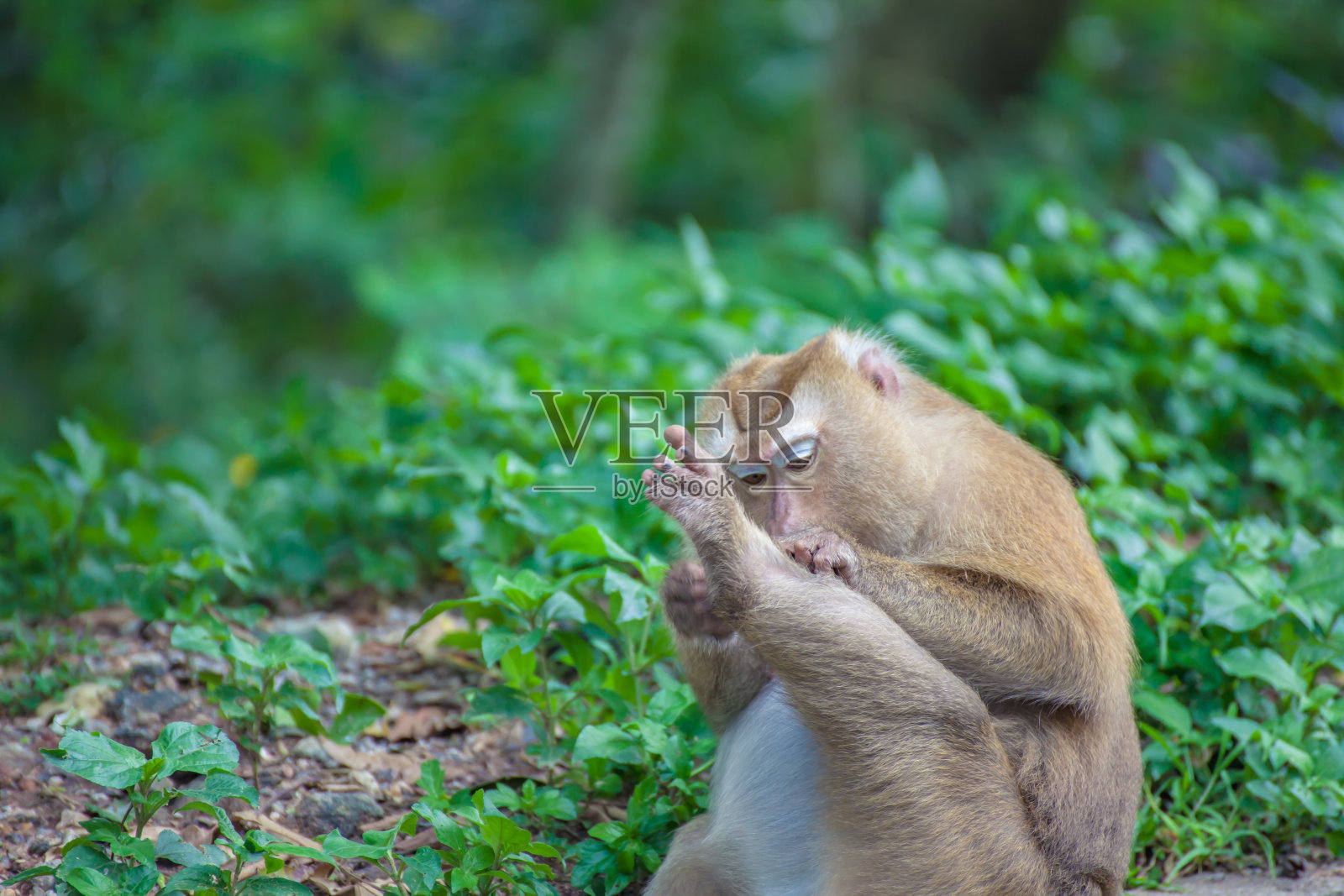 猴子照片摄影图片