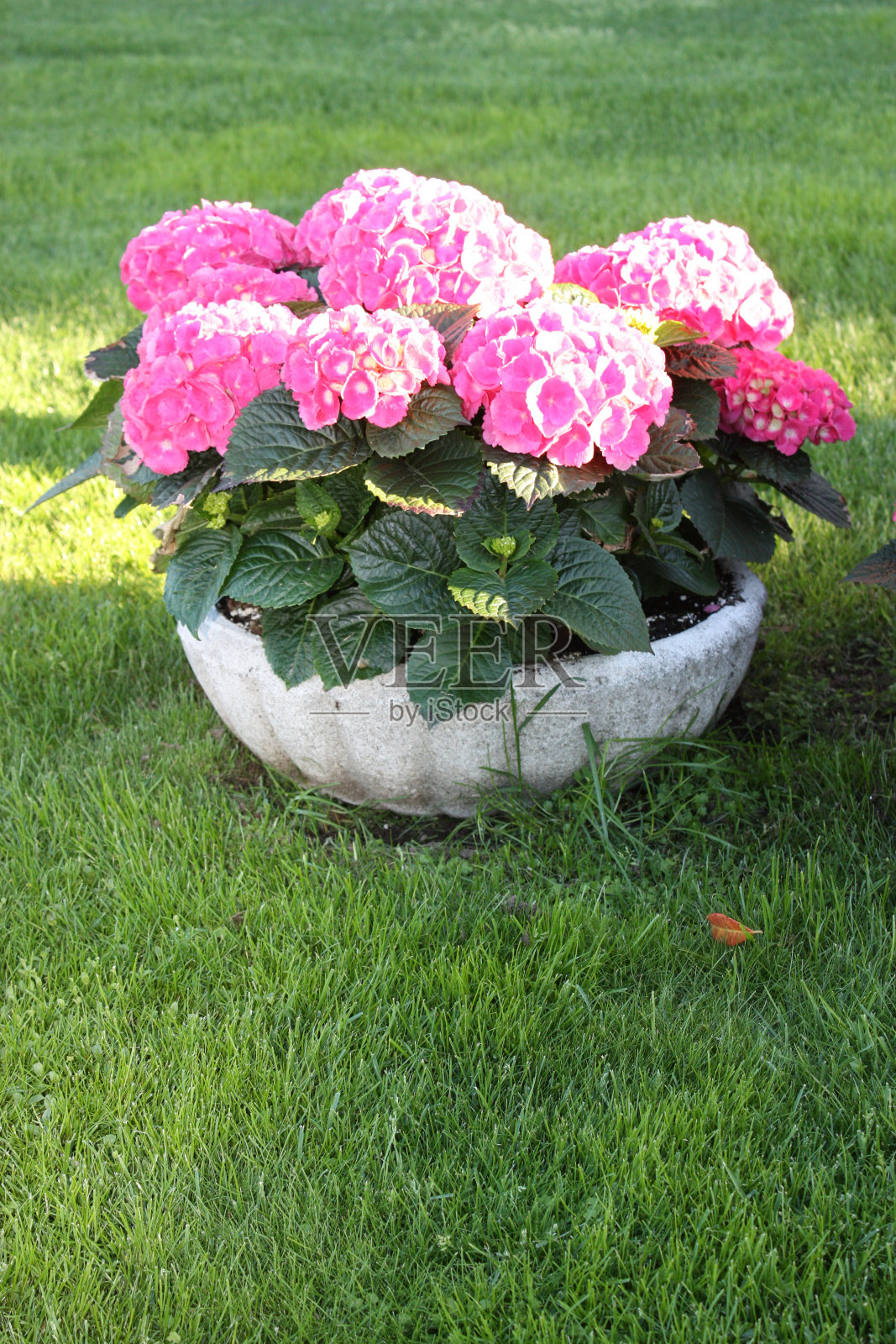 粉红色的绣球盛开在蓝天下的花园里照片摄影图片