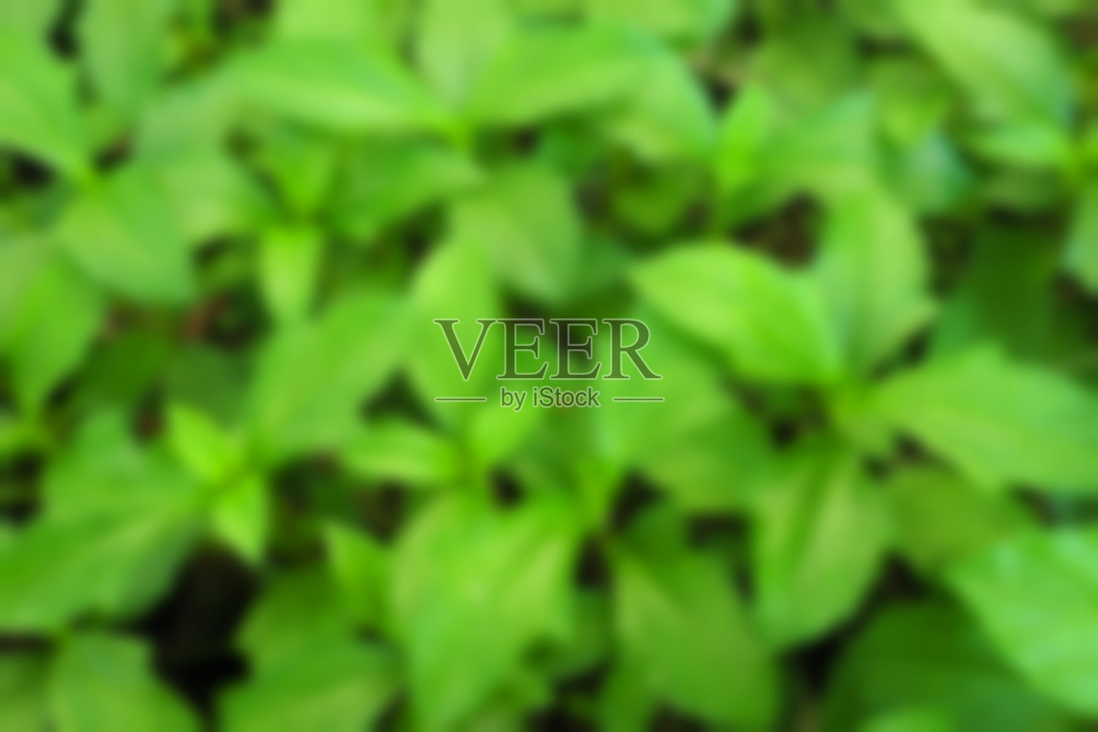 背景模糊树叶照片摄影图片