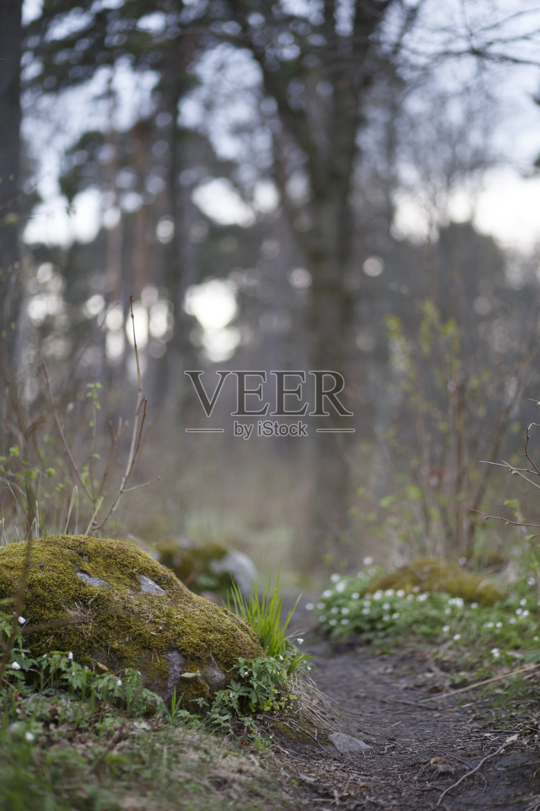 爱沙尼亚的春天照片摄影图片