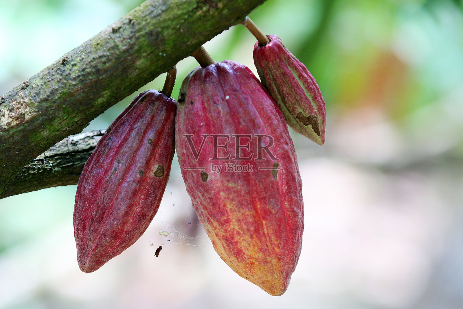 成熟的可可照片摄影图片