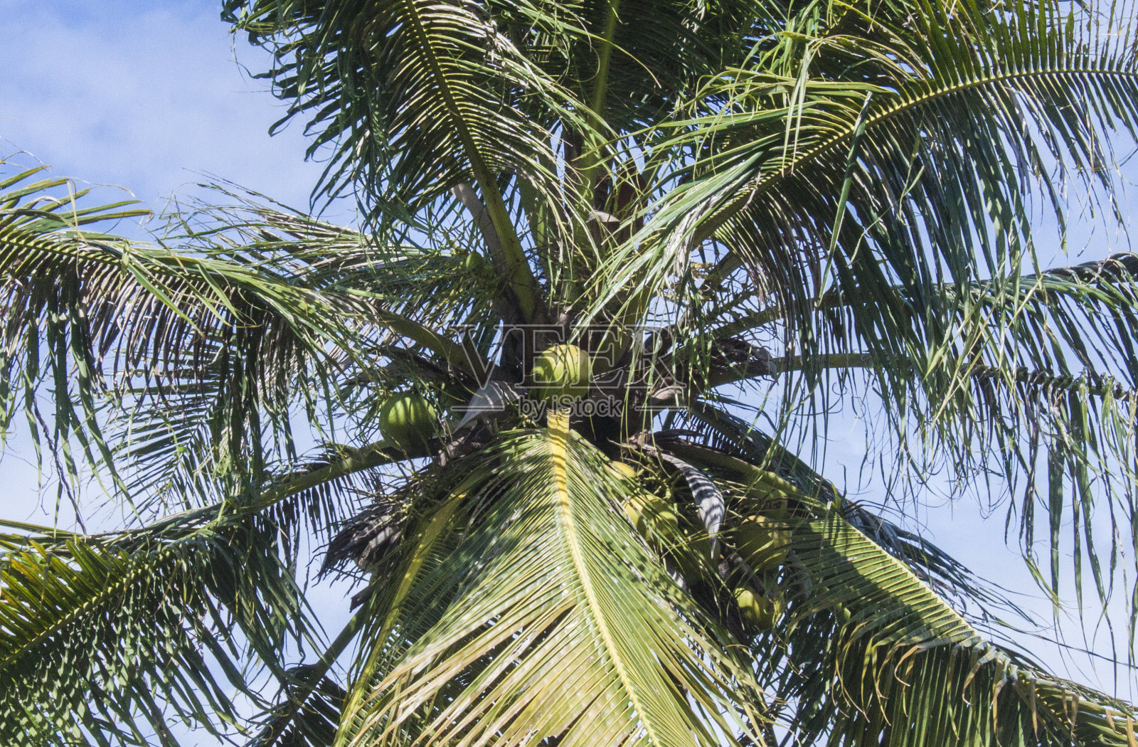 椰子树照片摄影图片