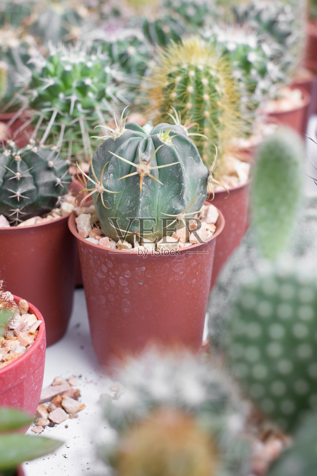 仙人掌锅。照片摄影图片