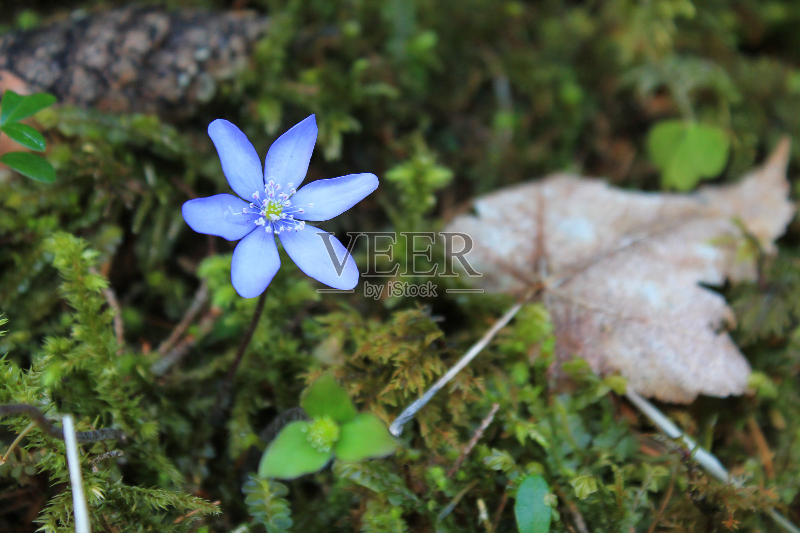 野花照片摄影图片