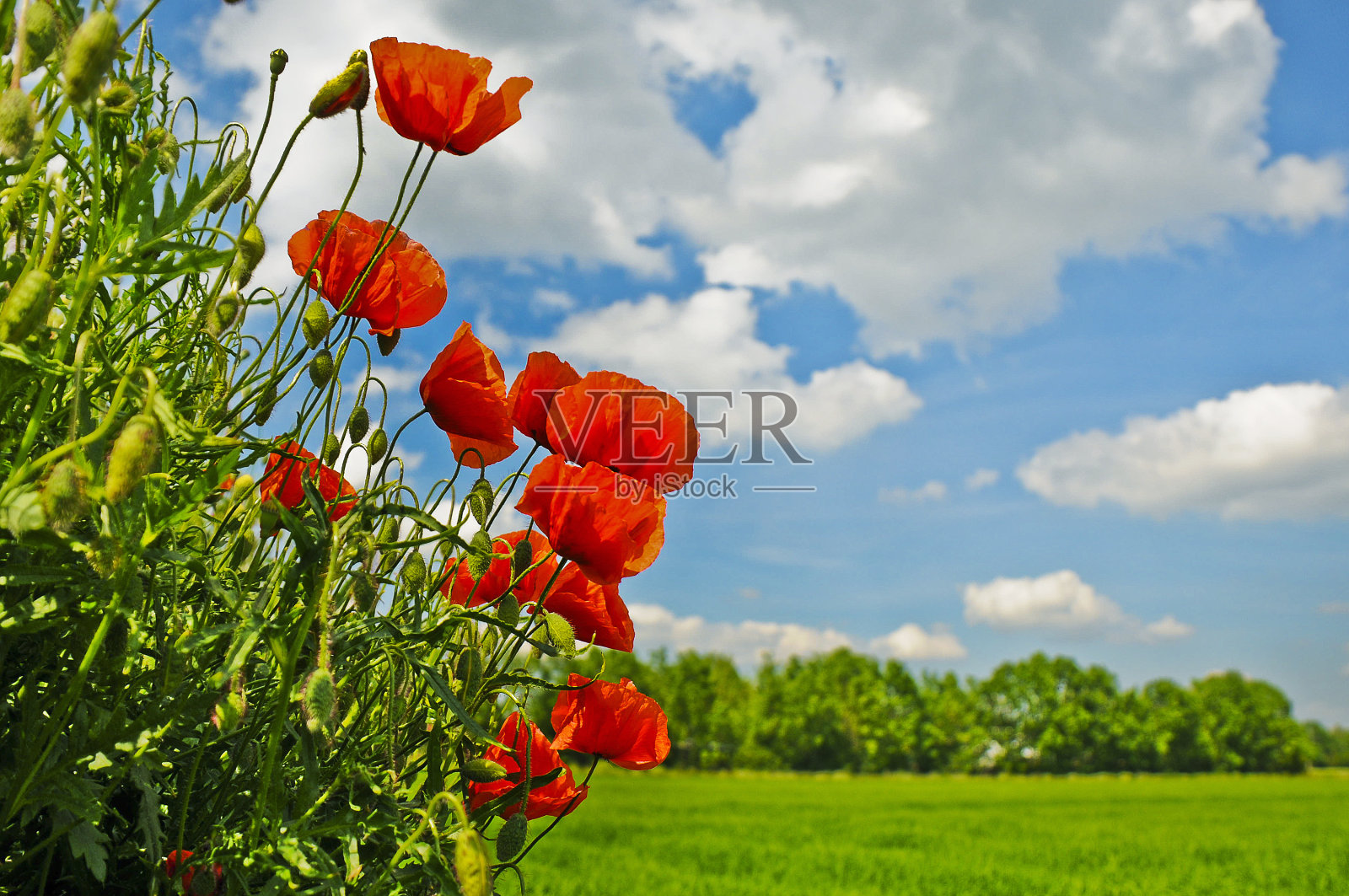 红色罂粟花照片摄影图片