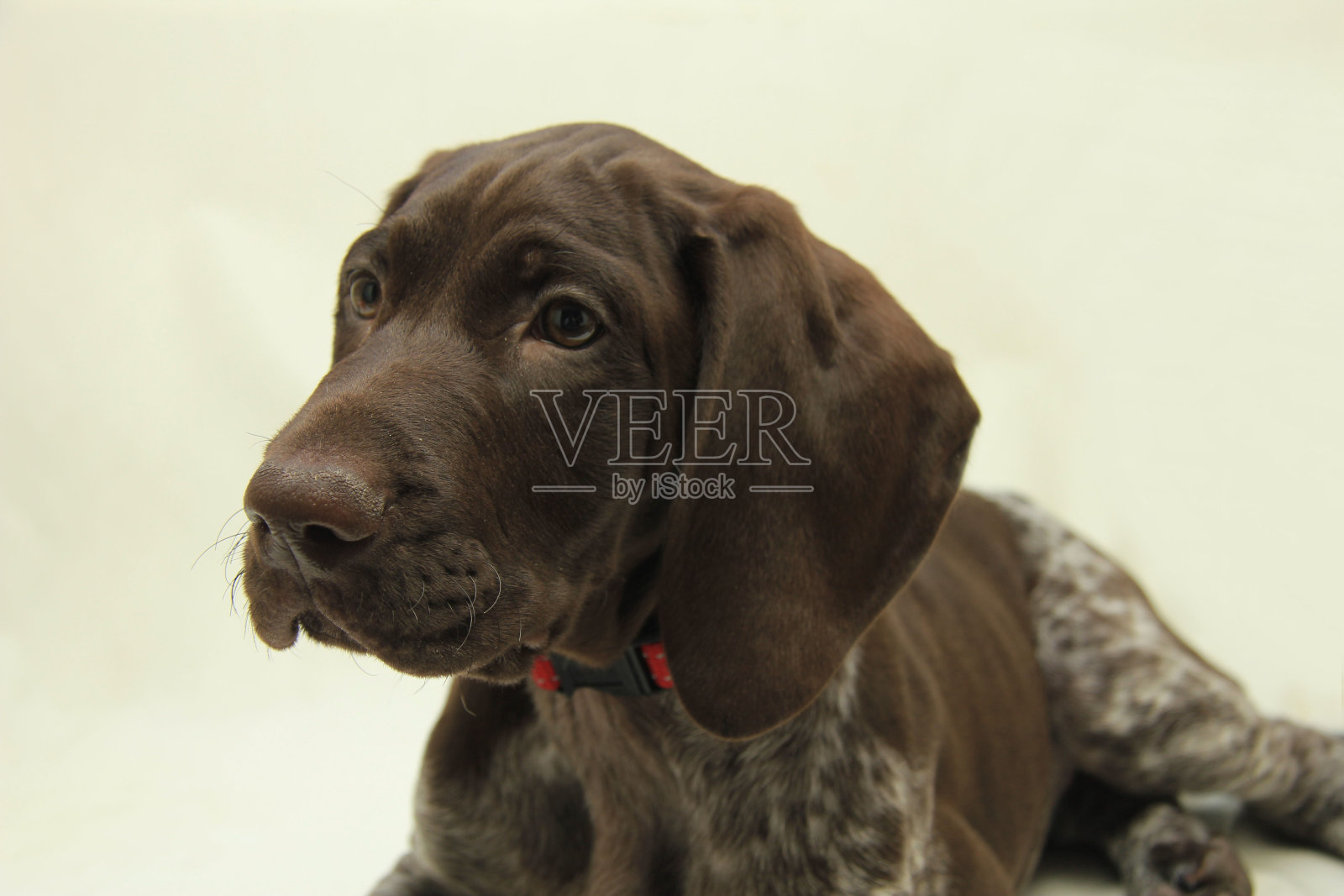 德国短毛犬幼犬照片摄影图片