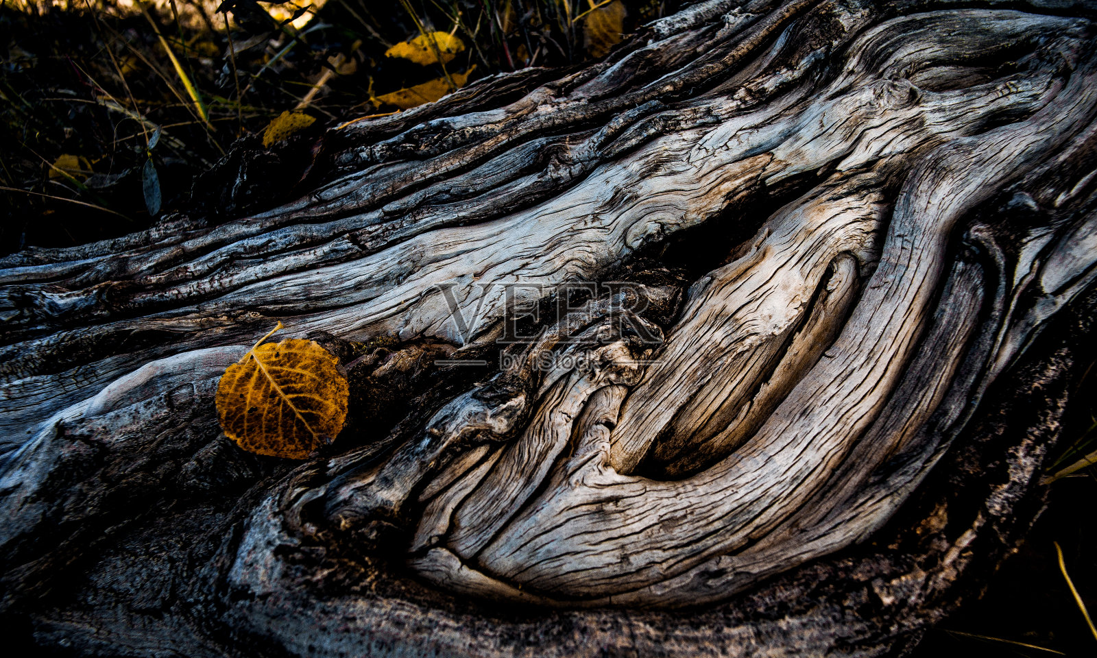 老根照片摄影图片