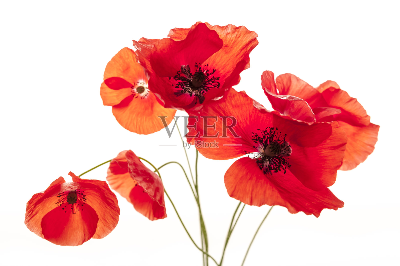 白色的罂粟花照片摄影图片