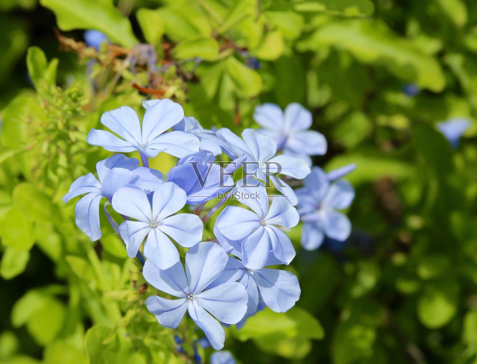 小蓝花照片摄影图片