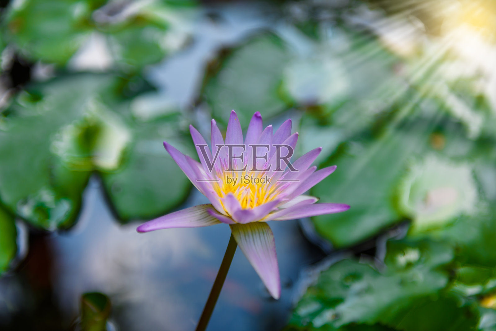 美丽的荷花在盛开照片摄影图片