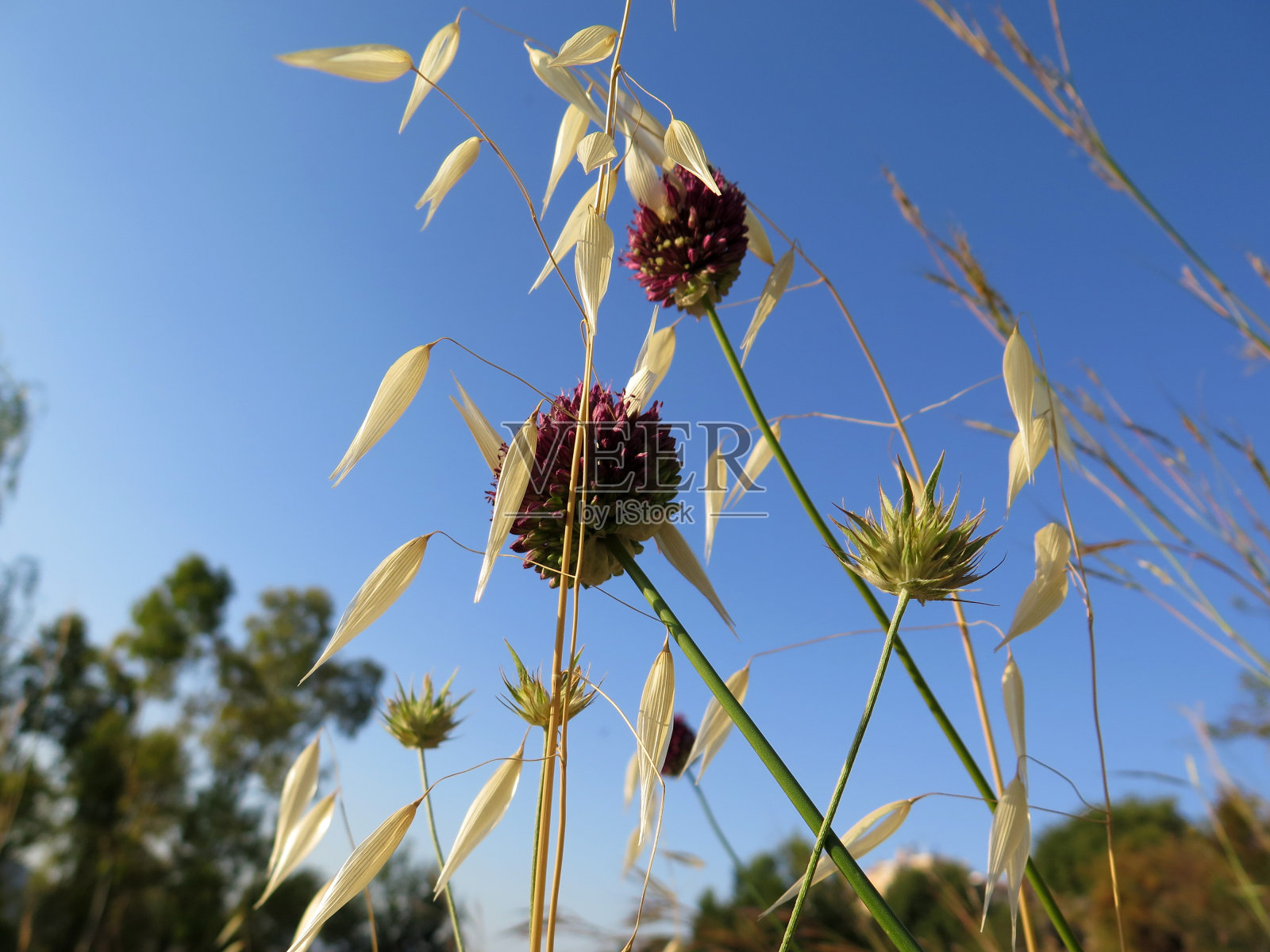 野洋葱和燕麦照片摄影图片