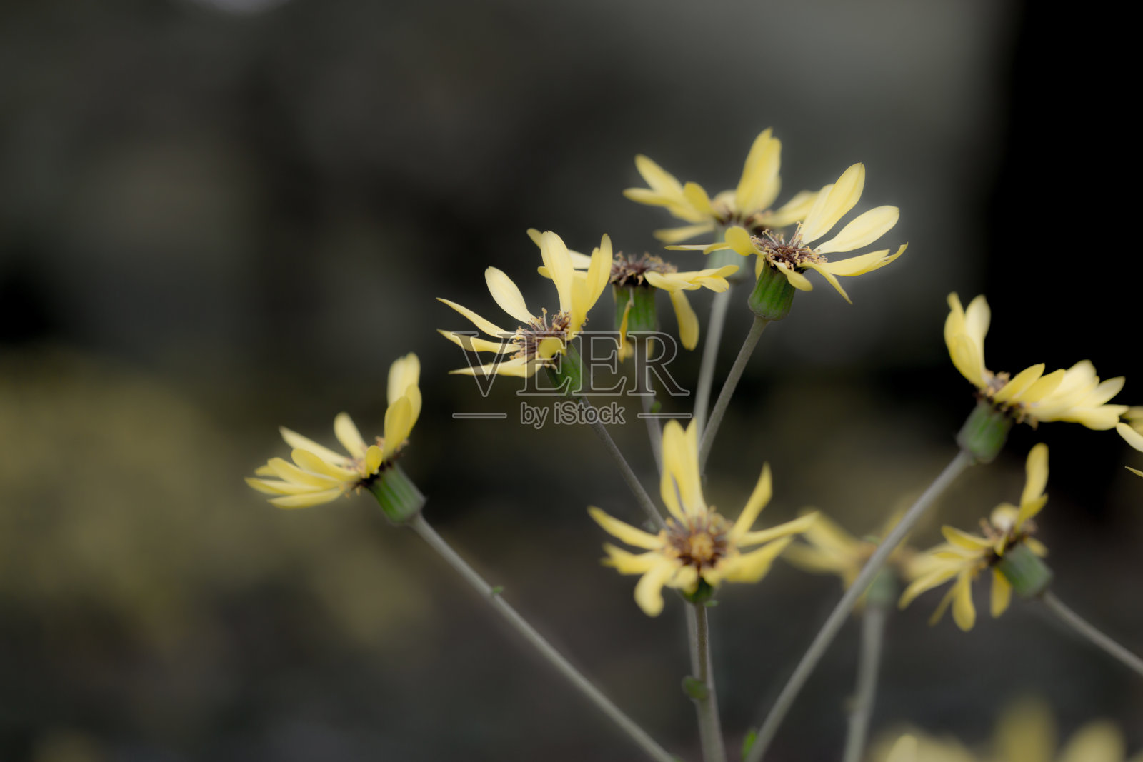 日本silverleaf照片摄影图片