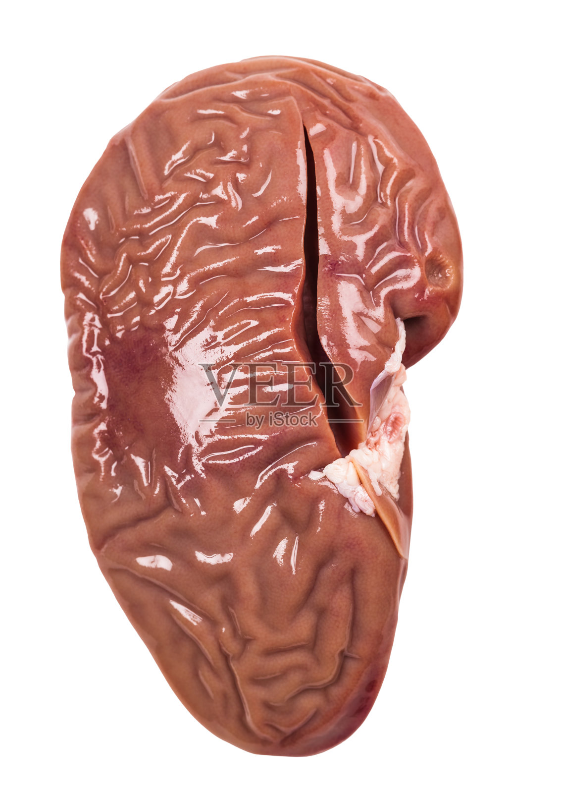 猪肾特写镜头照片摄影图片