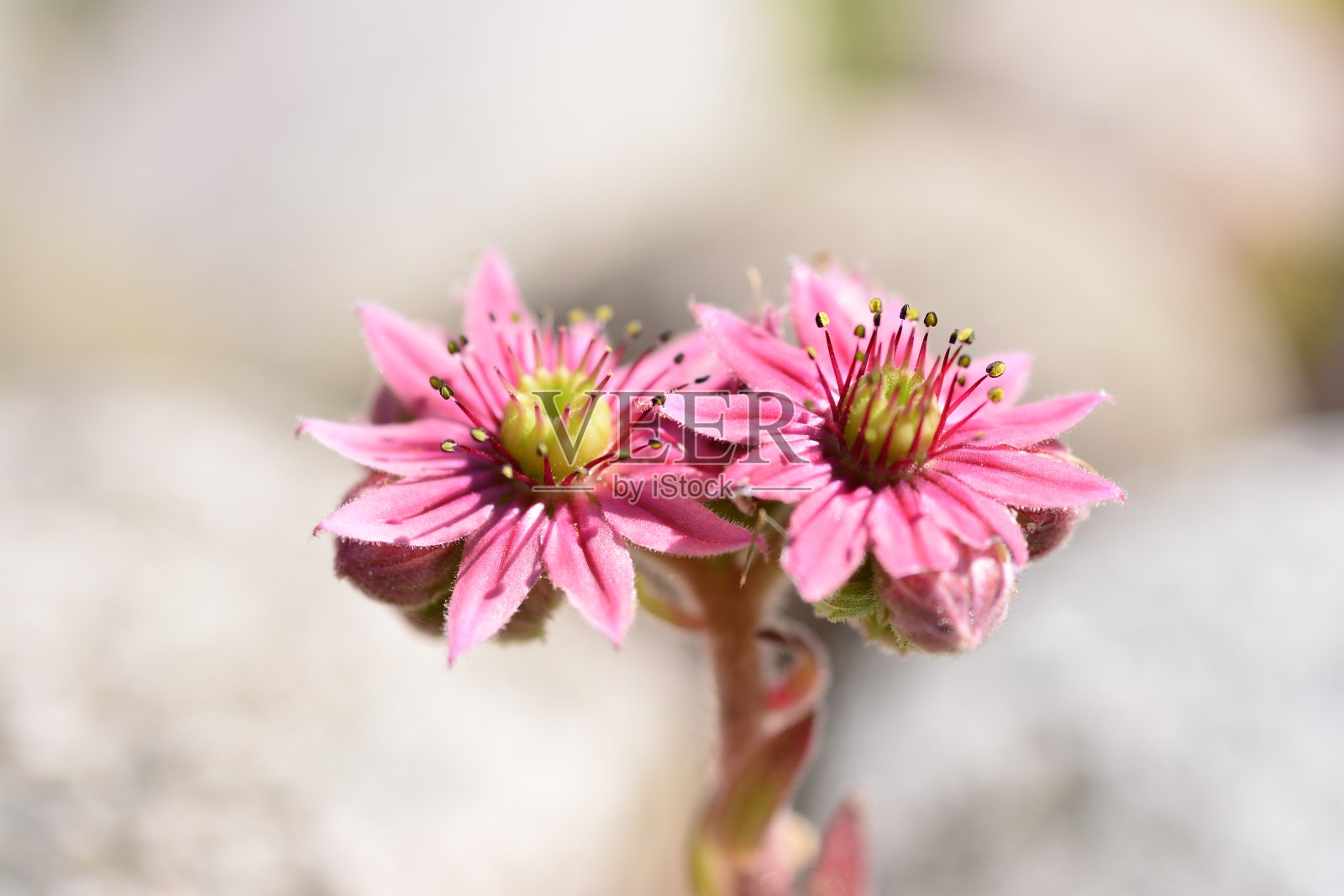 混合野花从陆地和草地照片摄影图片