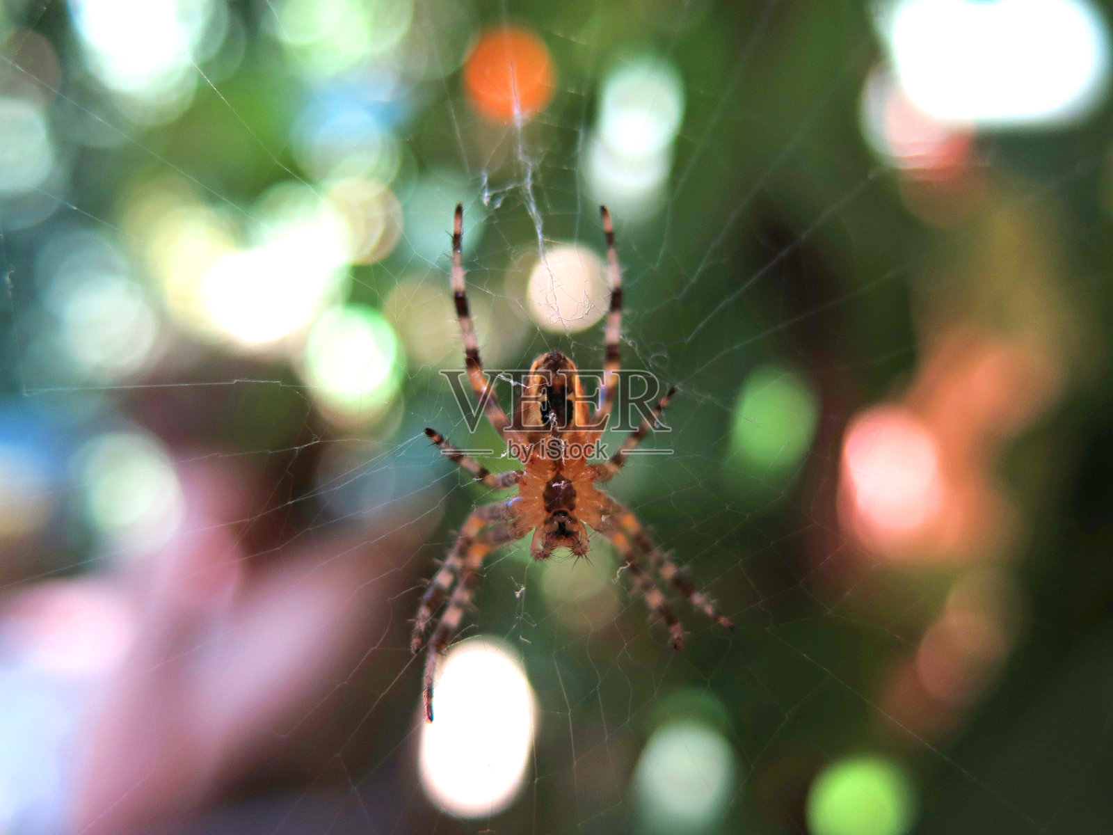 蜘蛛网上照片摄影图片