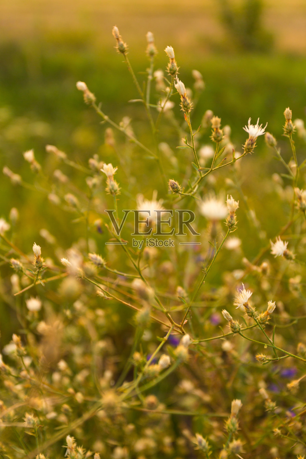 野生植物照片摄影图片