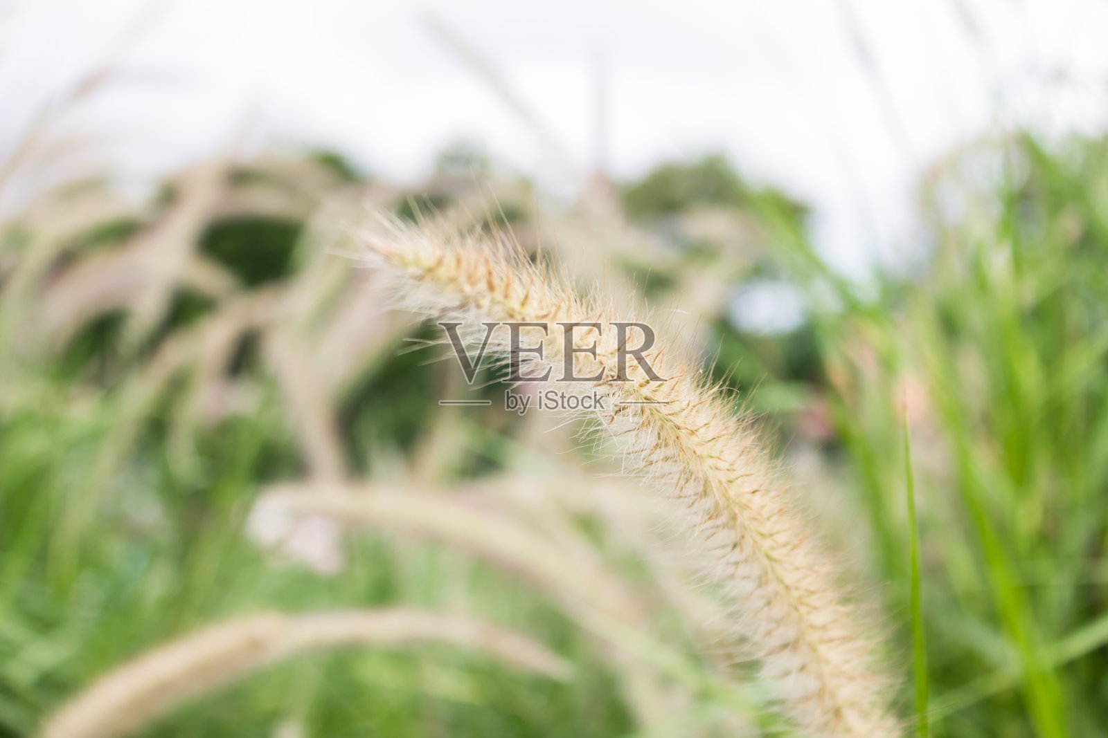 草地上的花。照片摄影图片