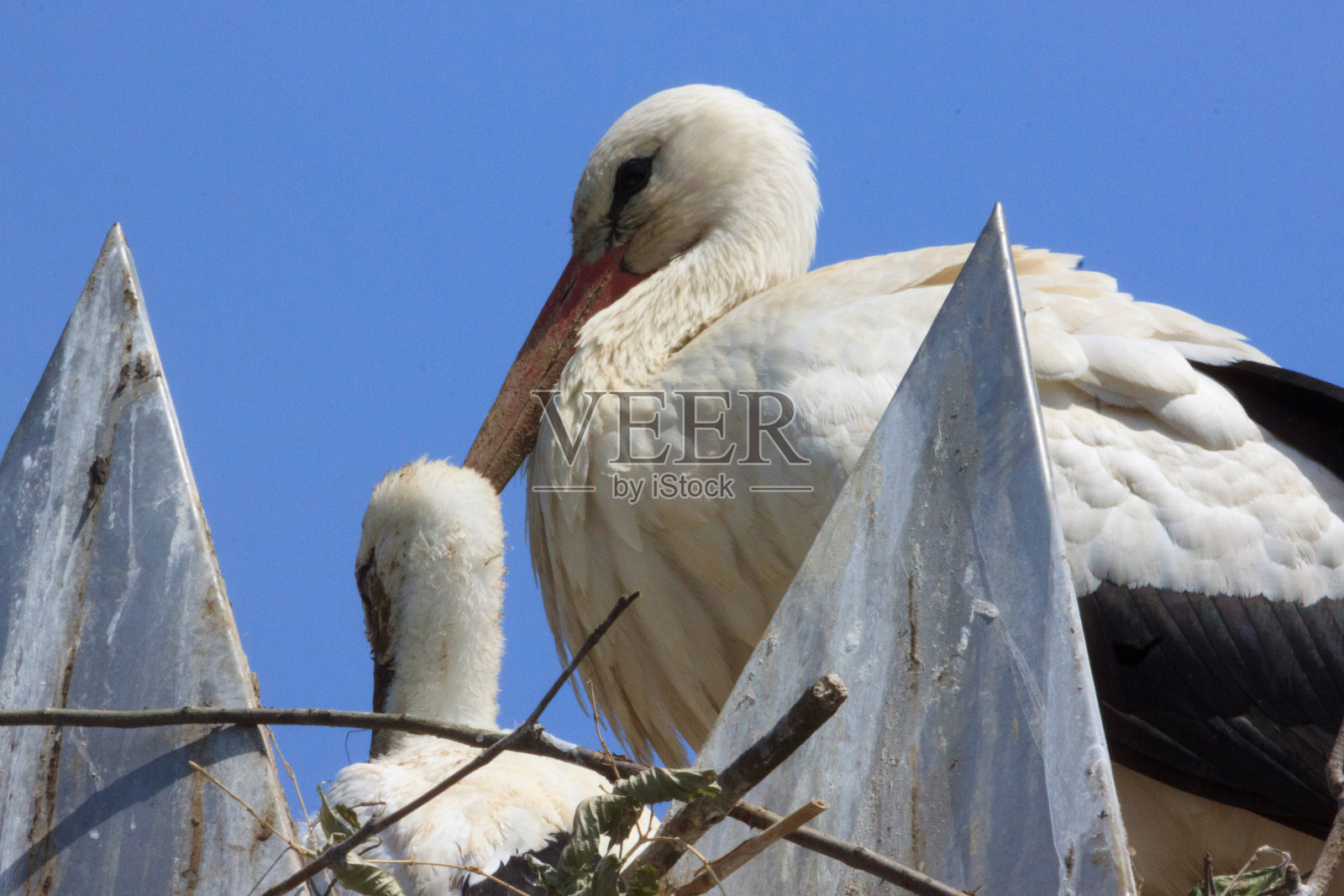 白色鹳照片摄影图片