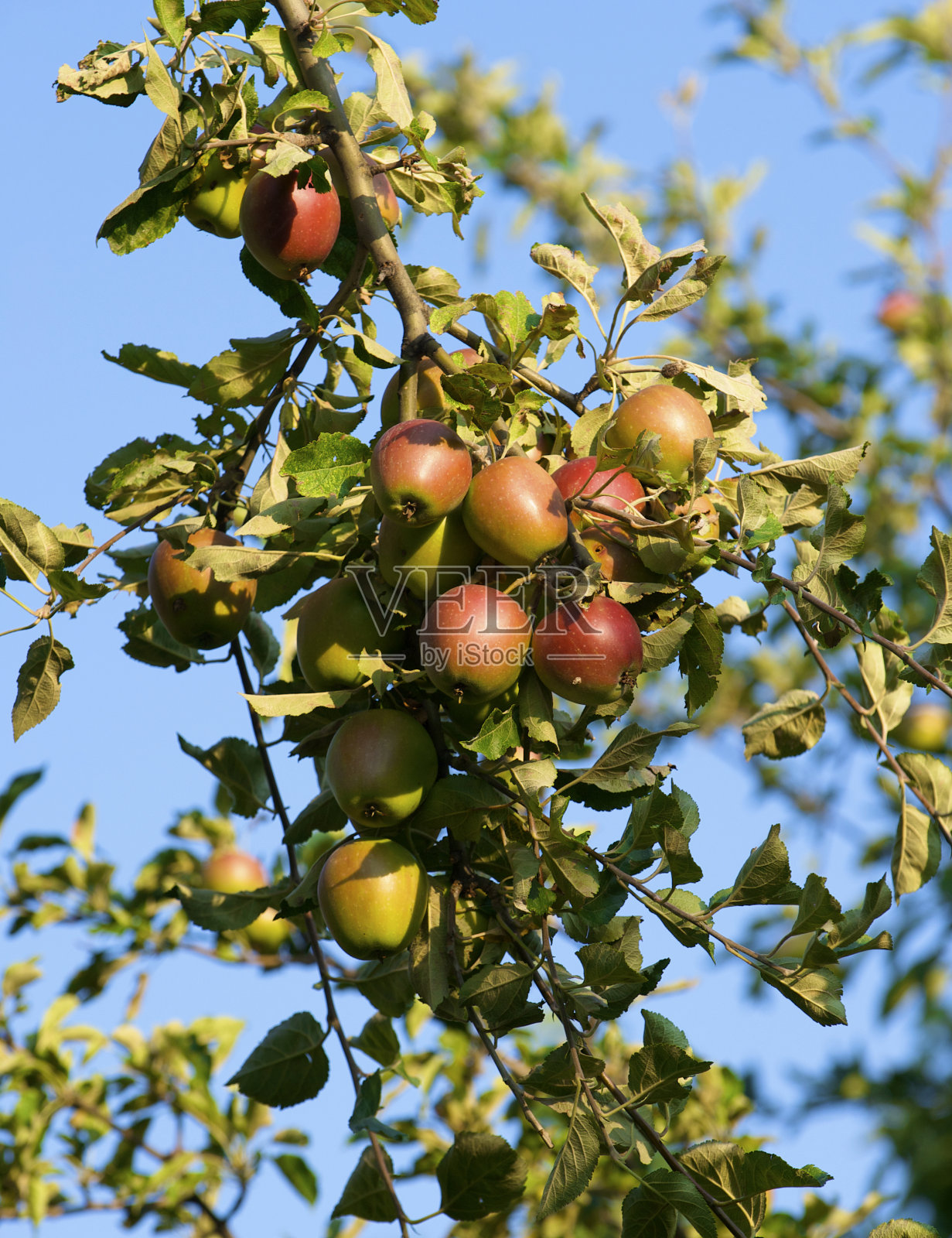 苹果照片摄影图片