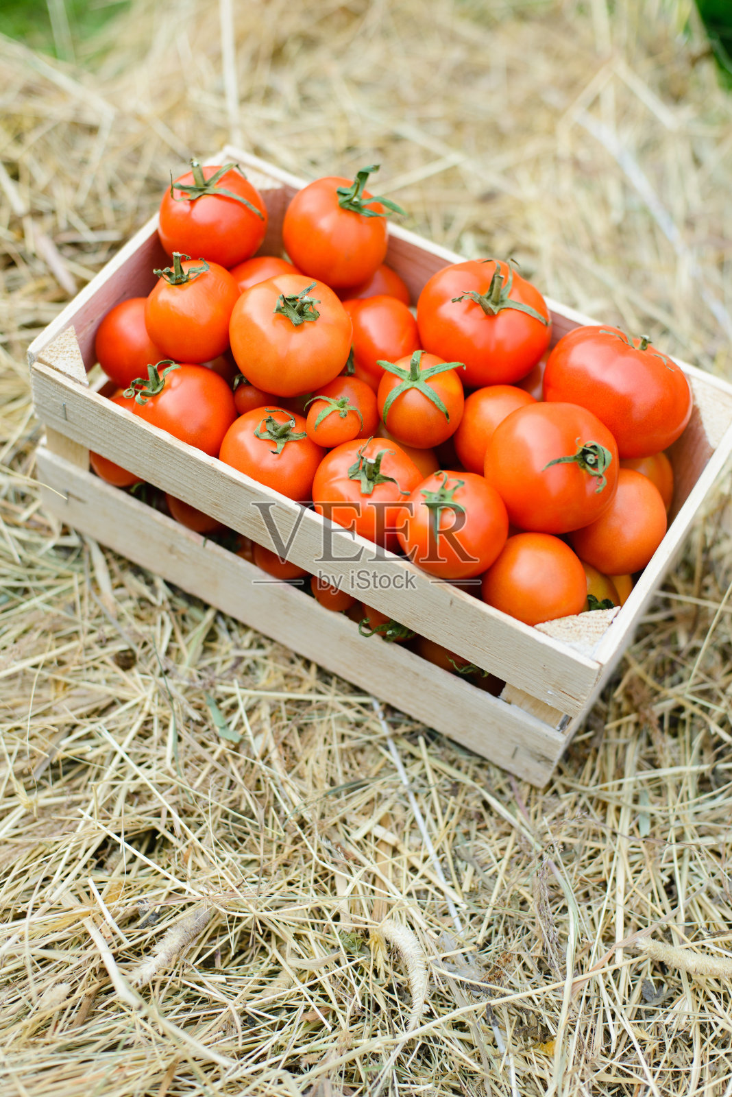 新鲜番茄收获照片摄影图片