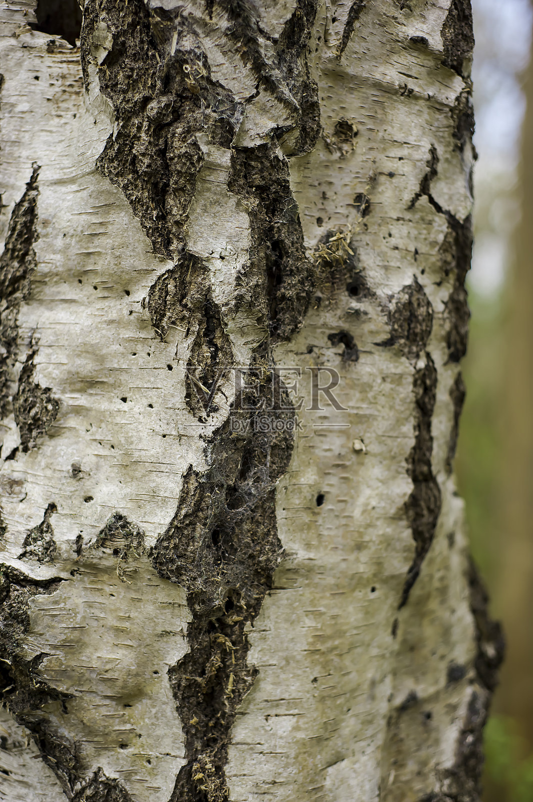 树皮照片摄影图片