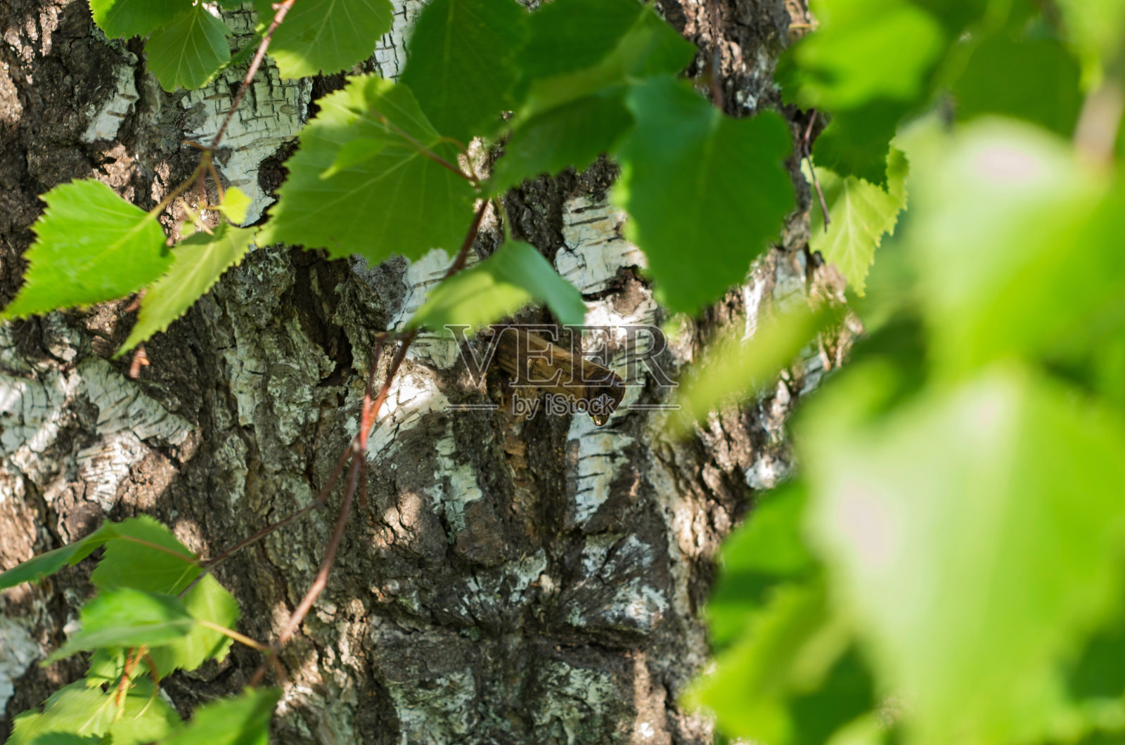 桦木照片摄影图片