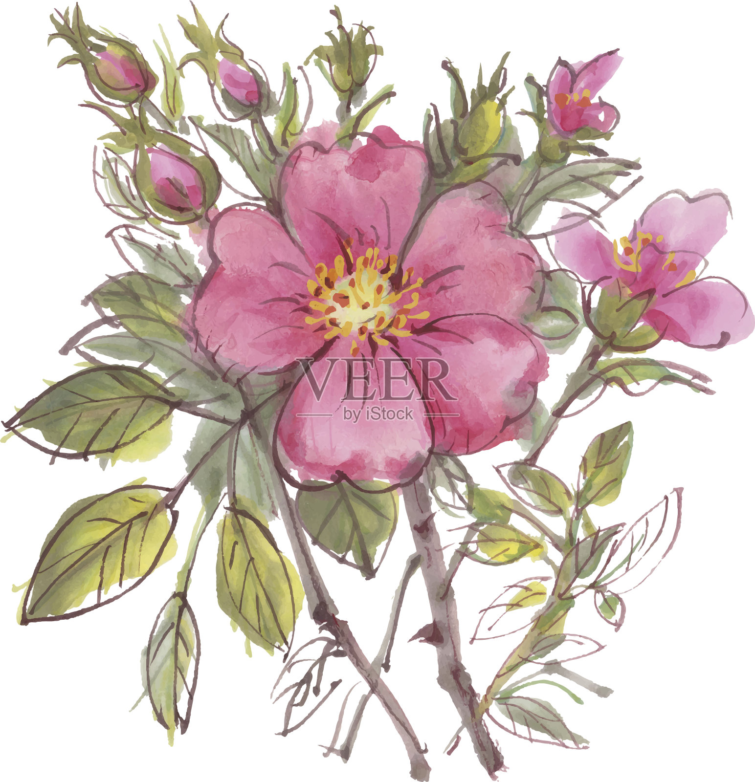 狗玫瑰插画图片素材