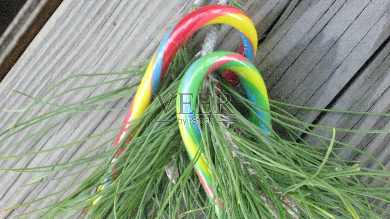 candycane和松树照片摄影图片