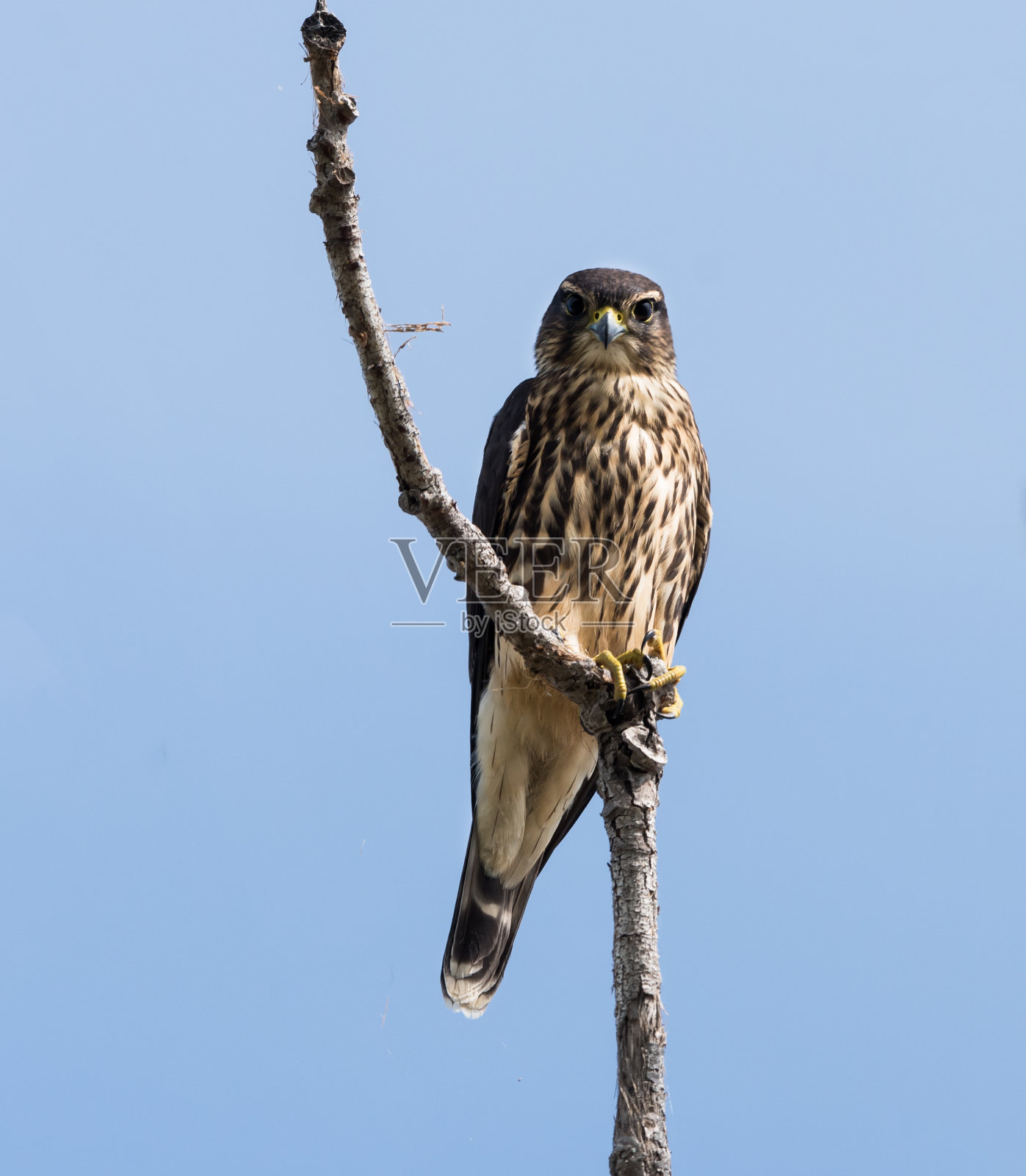 蓝天上的燕隼照片摄影图片