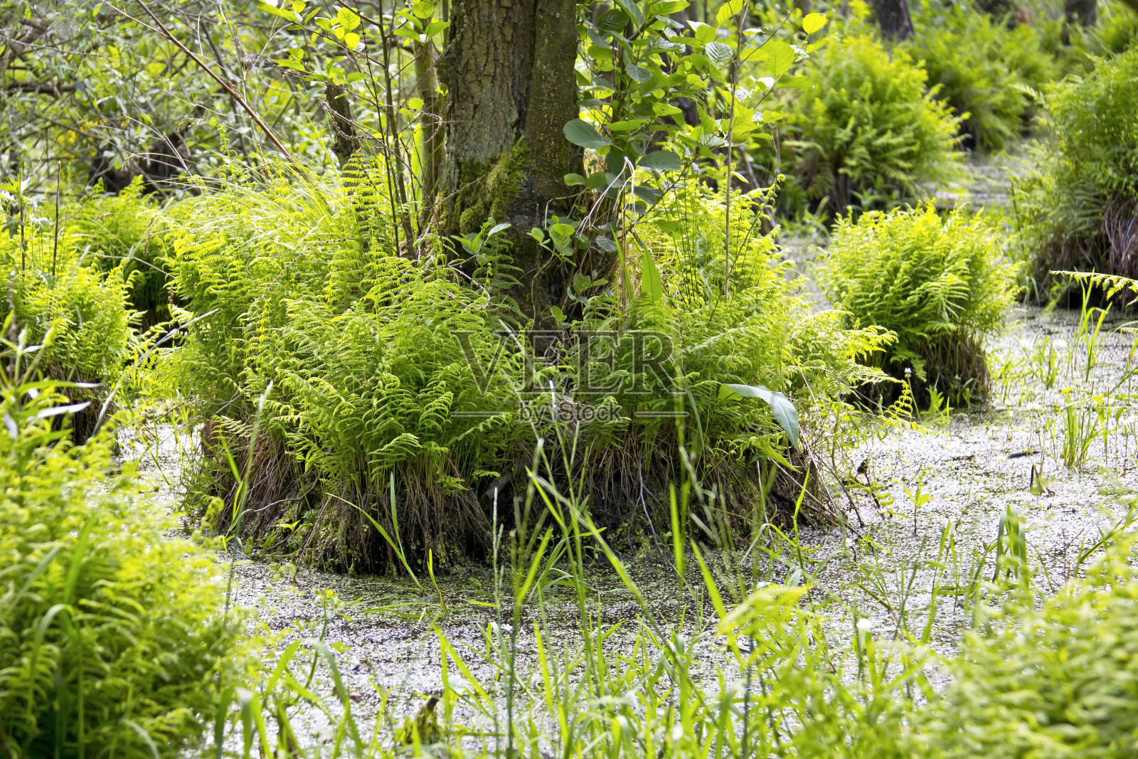 埃伦布鲁赫, 卡尔照片摄影图片
