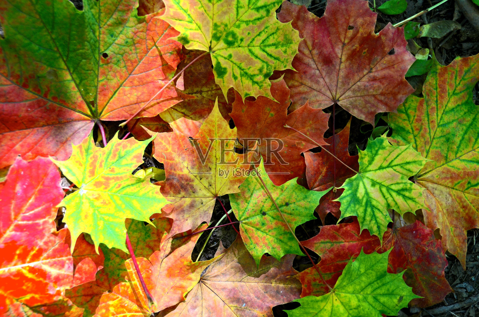 五彩缤纷的秋梧桐叶躺在地上照片摄影图片