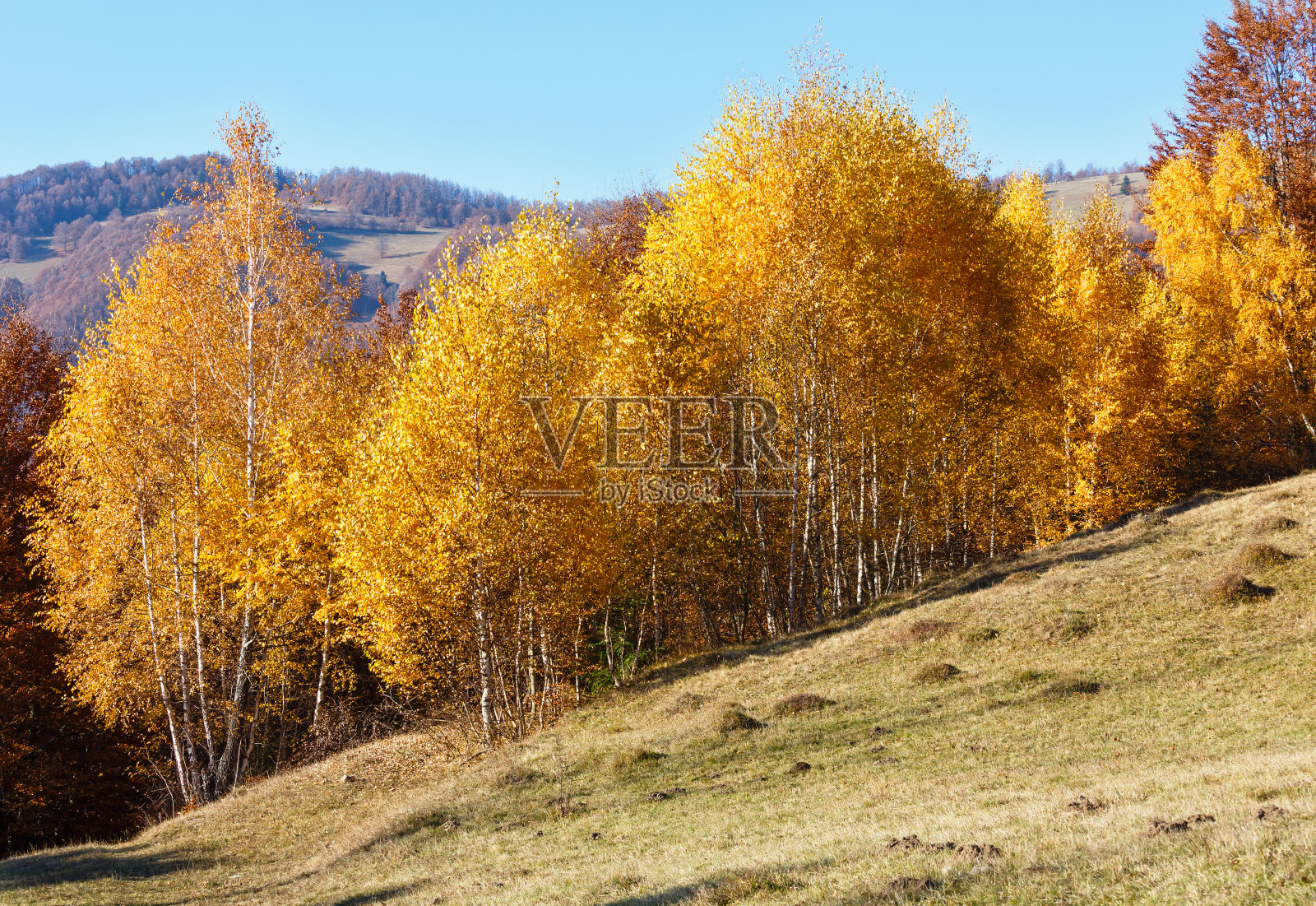 金色的秋天在山上。照片摄影图片