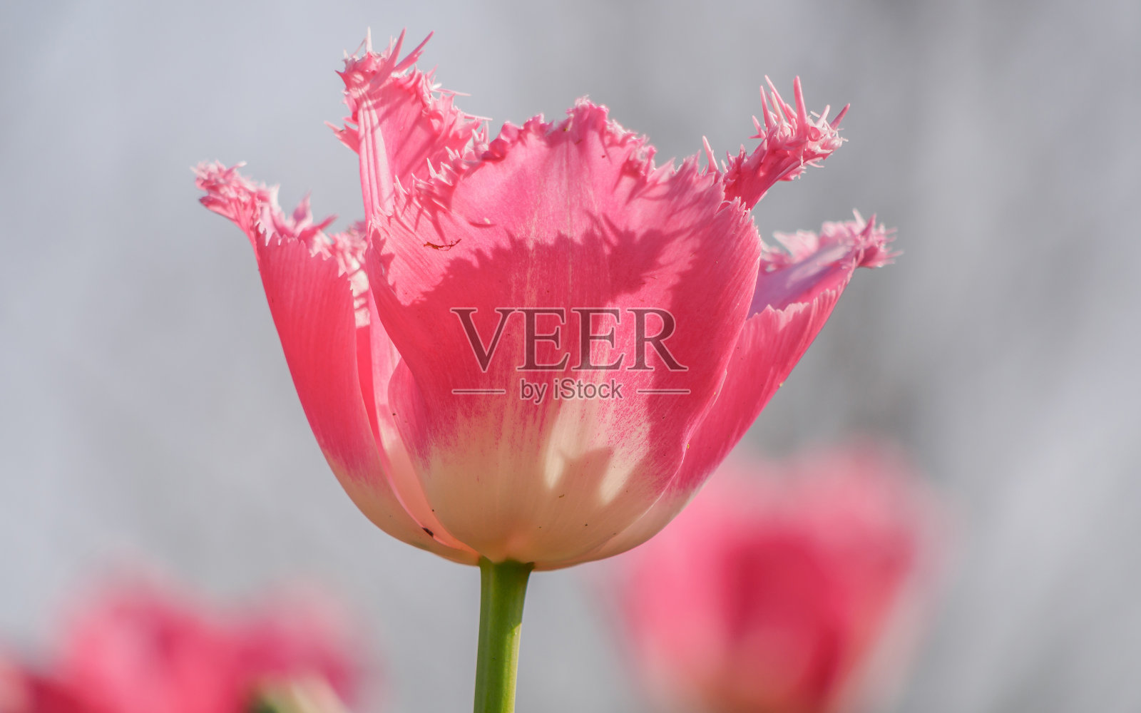 春季花卉系列,花瓣参差不齐的粉红色郁金香照片摄影图片